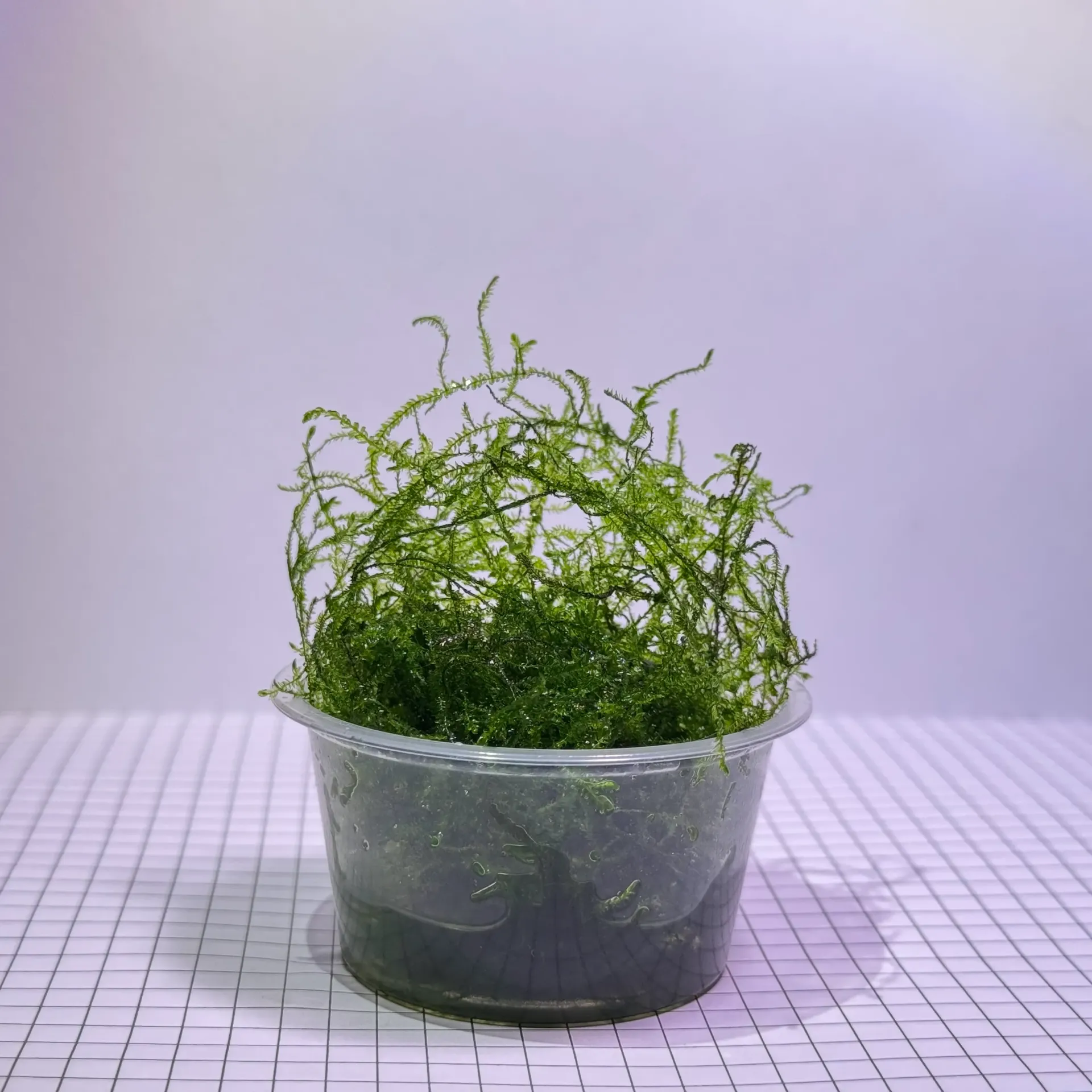Java Moss